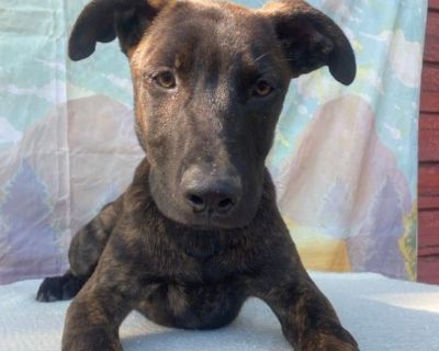 Kane - German Shepherd Dog & Boxer Mix Male Dog for Adoption