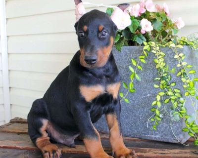 Brady - 8 Weeks Male Doberman Pinscher Puppy for Sale