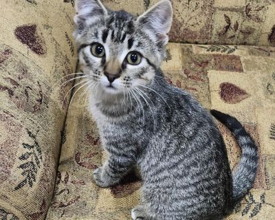 Meet Bueller The Ultimate Purr Machine! Looking for a cuddle buddy who doubles as a tiny, fuzzy motorboat? Meet Bueller! This charming little purr monster has a heart as soft as his fur and a knack for making everyone he meets fall instantly in love. Bueller s favorite activities include snuggling into your lap, serenading you with his gentle rumble of nonstop purrs, and gazing at you with eyes...