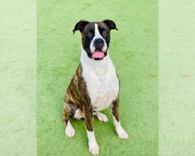 Dapper - Male Boxer Adult Dog for Adoption
