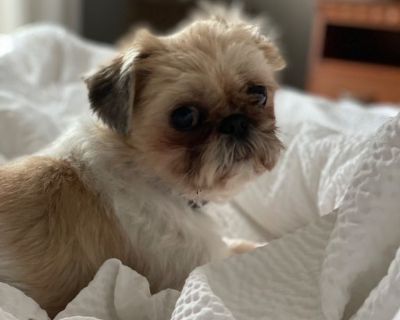 Shih-Tzu