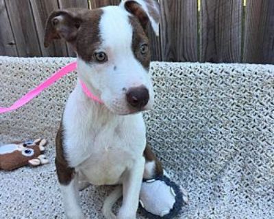 Everly - Pit Bull Terrier Female Puppy for Adoption