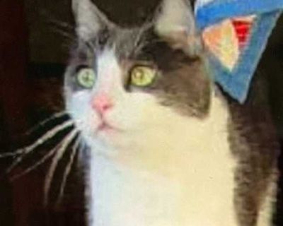 Stockton loves attention and loves people. Has lived indoor his entire life. Litter trained. He has been neutered but not current on vaccinations. Flea free and healthy, ready to be someone's lap pet! Did I say he is loving! He is grey and white with a healthy think fur. If he could he would tell you before the divorce he loved his boy, dog and other cats.. Purebred Spayed / Neutered Housetrain...