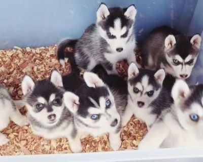 Siberian Huskys