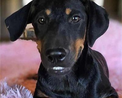 Saffron - Doberman Pinscher/Labrador Retriever Mix Female Puppy for Adoption