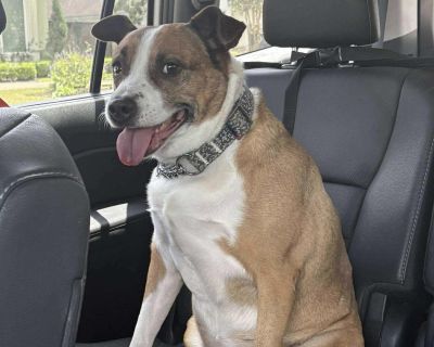 Meet Suzie! This 5-year-old Black Mouth Curr and Staffie mix is bursting with personality, love, and playful energy! Suzie is a loyal sidekick who s always ready for adventure and snuggles. Whether she s romping with other dogs or curled up for cuddle time, Suzie gives 110%. She currently lives with other dogs, large and small breeds. She s house trained, and leash trained. Suzie thrives on pla...