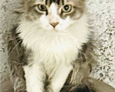 Hi! This sweet baby Kitty is Annie She was abandoned in a basement in the Bronx. Kind tenants nearby are is currently feeding her while she is kept in a woman's garage. She is going to get fully vetted, but urgently needs a safer space to exist in! She will thrive with a patient person who can let her decompress and blossom into the sweet girl she really is. (Right now, understandably, she's a ...