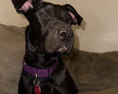 Beauty - Shar-Pei & Black Labrador Retriever Mix Female Dog for Adoption