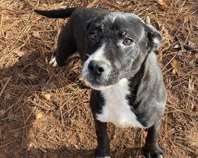 Pitbull lab mix puppies for hot sale sale craigslist