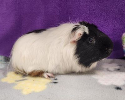 REX - Guinea Pig Male for Adoption