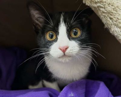 Child. Black & white or tuxedo. Hair: short. You can fill out an adoption application online on our official website. Sweet and playful kitten ready to find her forever home Meet Sylvia! Sylvia is a beautiful young kitten who was lovingly bottle-fed and raised in a dedicated foster home. From her earliest days, she has been surrounded by care and affection, which has helped her grow into a conf...