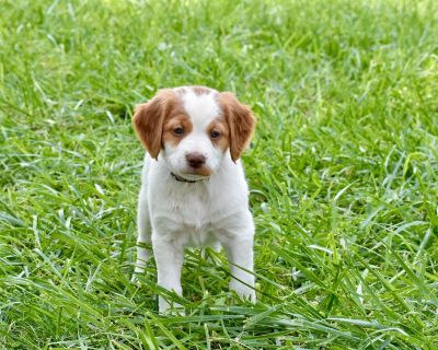 1 Female Brittany Puppy for Sale