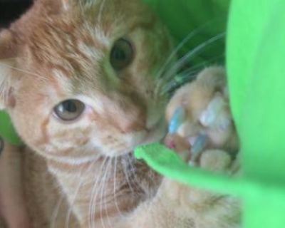 Bear - Domestic Male Kitten For Adoption