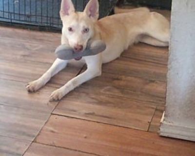 Bingo - Australian Cattle Dog/Siberian Husky Mix Female Dog for Adoption