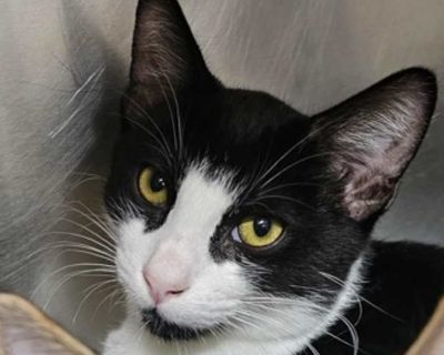 Alfonso - Domestic Shorthair Male Kitten for Adoption