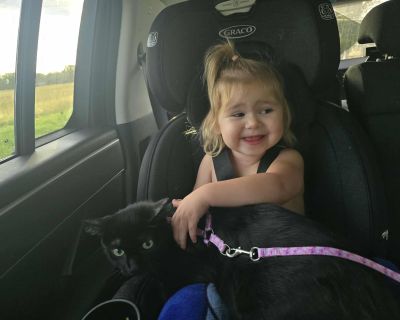 Meet Nova A Gentle Heart with So Much Love to Give After raising her five kittens with grace and devotion, Mom Nova is ready for a home of her own one filled with soft places to nap, kind voices, and the love she s so eager to return. She is talkative girl and will hold full melodic conversations with you. Nova is like a cat dog and will follow you everywhere. Velcro kitty that would make a pur...