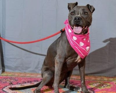 Furry Sidekick has a minimum age requirement of 21. Claire is located in Conway AR (Transport will be arranged once adopted, and transport costs is included in the adoption fee.) Application is required. Copy and Paste https://forms.gle/LV9bjS4QUMLG1R8E8 Meet Claire! This beautiful senior Pittie mix is about 8 years old and weighs around 70 pounds. She was found as a stray and sadly ended up in...