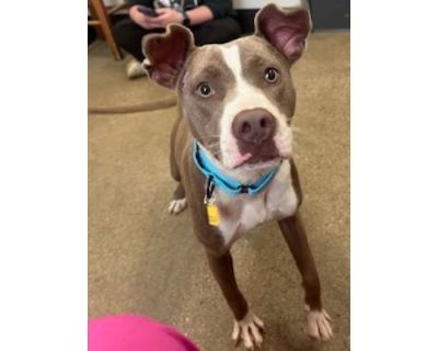 Latte 4 - American Pit Bull Terrier/Mixed Breed (Medium) Mix Female Puppy for Adoption