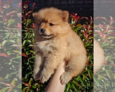 7 Weeks Old * Size at Maturity: Small * Availability Date: 11/12/2025 * Shipping Area: Pick Up Only * Payment Method: Cash *. Adorable sable female is looking for her forever home Eating solid food already First vaccination will be done Potty trained to go outside Sweet and mellow girl Message 916-821-929seven Items Included: Current vaccinations