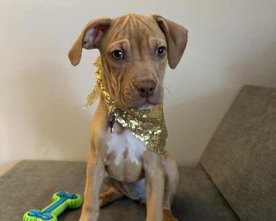 Ophelia - Pit Bull Terrier & Boxer Mix Female Puppy for Adoption