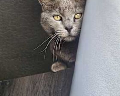 Little boy is my childhood cat, I ve had him forever and he really is so special to me. He s one of the best friends I ve ever had, he s extremely sweet, loves to cuddle and lay with you, loves to play and run around. He s extremely nice and loves to explore. I unfortunately have to move far and won t be able to take him with me and I can t bring myself to give him to a shelter. I have food a n...