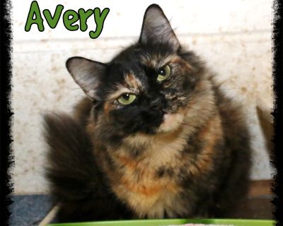 Avery - American Shorthair Female Cat for Adoption