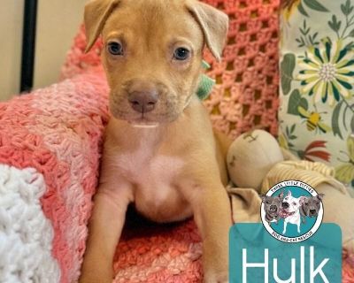 Hulk Honey - Pointer & Shepherd Mix Male Puppy for Adoption
