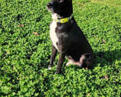 Sirius - German Shepherd Dog/American Pit Bull Terrier Mix Male Dog for Adoption
