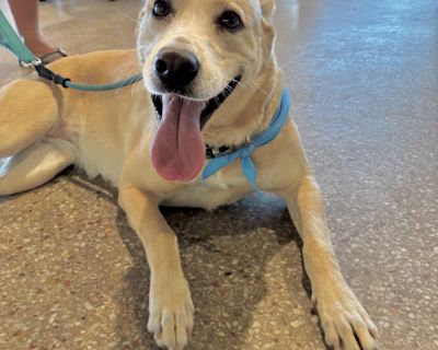 Maddie - Retriever & Shepherd Mix Female Dog for Adoption