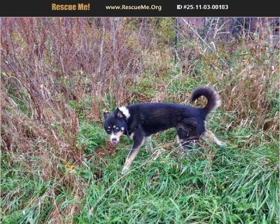 Chewy - Male Puppy Siberian Husky / German Shepherd for Adoption