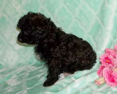 AKC Reg Poodle puppies