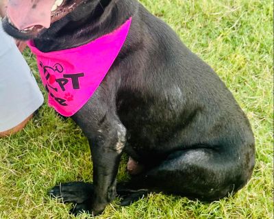 Marigold - Labrador Retriever Female Dog for Adoption