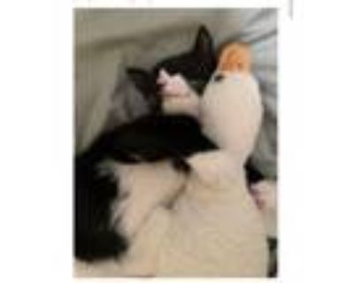 Cat for adoption - Tony the Tiger, a Domestic Short Hair in