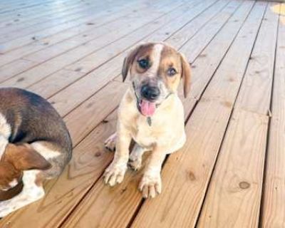 Chunk GDP - Collie Male Puppy for Adoption