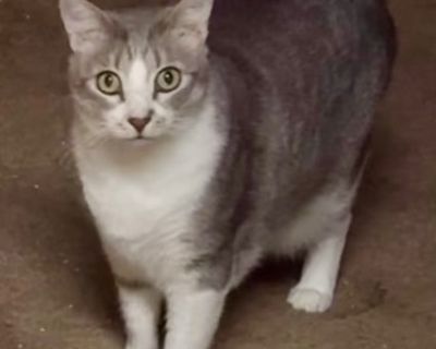 Dusty - Domestic Short Hair Male Cat for Adoption