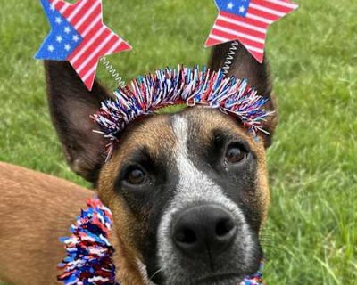 Tito - Australian Cattle Dog Male Dog for Adoption