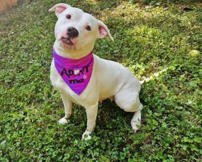 Avali - American Bulldog & Pit Bull Terrier Mix Female Dog for Adoption