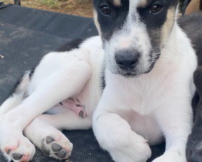 Jack - Terrier & Jack Russell Terrier Mix Male Puppy for Adoption