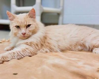 Hi! I`m Cookie, a cuddly companion in search of a forever home. My days are filled with gentle purrs and friendly meows. I love exploring every nook and cranny, always curious about my surroundings. Smart and mellow, I enjoy figuring out puzzles and relaxing by your side. If you need a loyal friend, I`m your cat. I promise to bring sweetness and warmth into your life. Adopt me, and let`s start ...