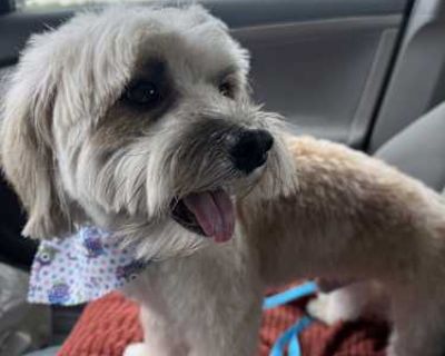 Milo - Maltese/Shih Tzu Mix Male Dog for Adoption