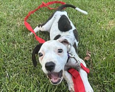 Kalani - American Bulldog Female Puppy for Adoption