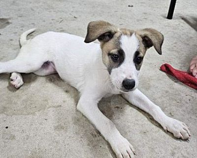 AINSLEY - Parson Russell Terrier Female Puppy for Adoption