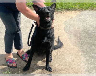 TALIA - German Shepherd Dog Female Puppy for Adoption