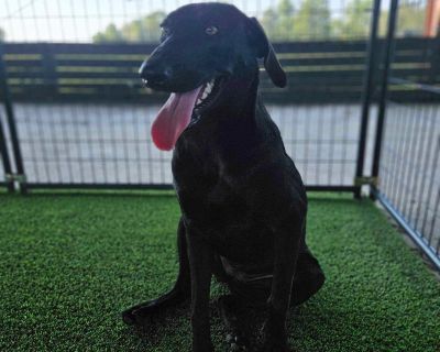 Sybil - Black Labrador Retriever Female Dog for Adoption