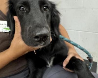 Health Spayed / neutered.. Adult Female Medium