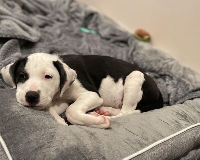 Ms. Ophelia is a 12 week old little gal that came all the way from a Kentucky to find her forever humans! Ophelia is a sweet old soul that loves to be loved and explore all things new. This little peanut is smart, sweet, and is friendly with everyone she meets! She is current on her puppy vaccines, she will be due for her spay at 16 weeks and she has an adoption fee of $600. Ophelia is located ...