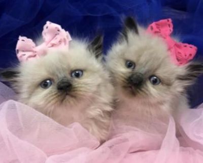 Persian Himalayan Kittens 4 Sale Khloe's Kittens - Persian Male & Female Kitten For Sale