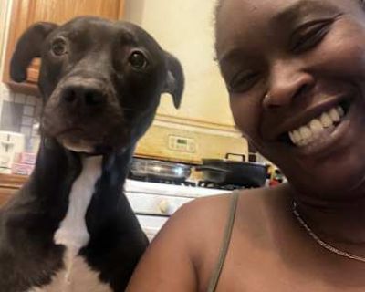 Solomon - American Pit Bull Terrier/Labrador Retriever Mix Male Dog for Adoption