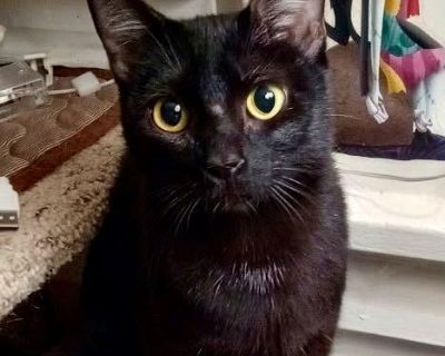 **Note: PetFinder sometimes has issues with delivering inquiries. If you do not hear from us within a couple days, please email us directly at stina.larson@gmail.com or skip sending an inquiry via PetFinder and email us directly.** Meet Wednesday! Wednesday was rescued along with her four kittens from a dumpster after being abandoned there. Thankfully, this little family was found in time and b...