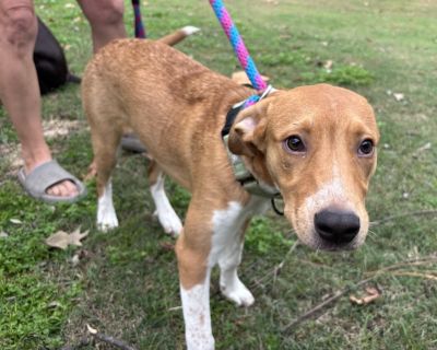 Mocka Gilley - Labrador Retriever Female Dog for Adoption